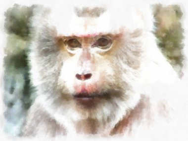 Çeşitli jestlerdeki maymunun yüzü suluboya resim çizimi..