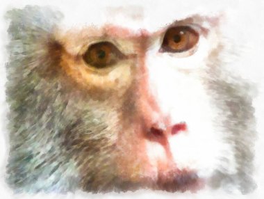 Çeşitli jestlerdeki maymunun yüzü suluboya resim çizimi..