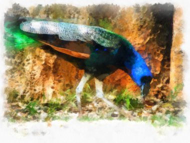 mavi-yeşil tavus kuşu suluboya resim çizimi.