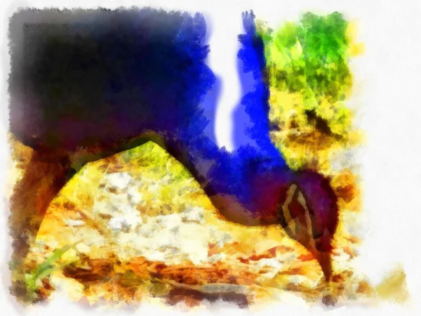 Niebieski Zielony Paw Akwarela Styl Ilustracja Impresjonista Malarstwo — Zdjęcie stockowe