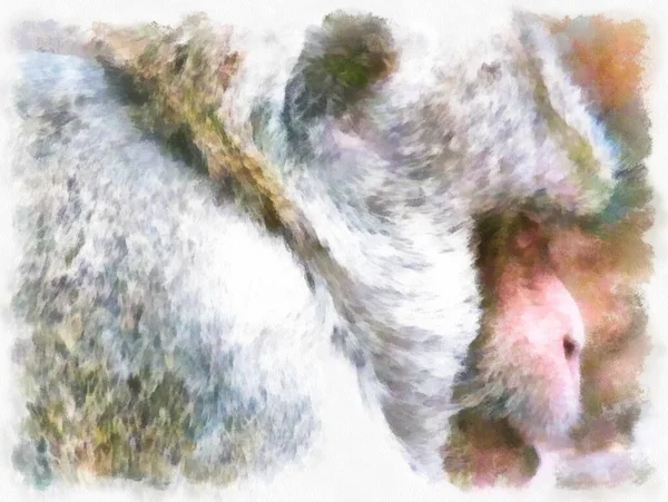 Twarz Małpy Różnych Gestach Akwarela Styl Ilustracji Impresjonistyczne Malarstwo — Zdjęcie stockowe