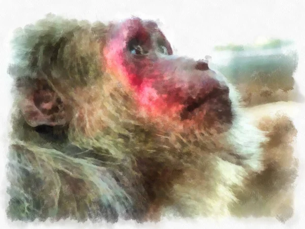 Çeşitli Jestlerdeki Maymunun Yüzü Suluboya Resim Çizimi — Stok fotoğraf