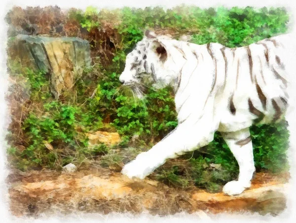 Tigre Blanc Aquarelle Style Illustration Peinture Impressionniste — Photo