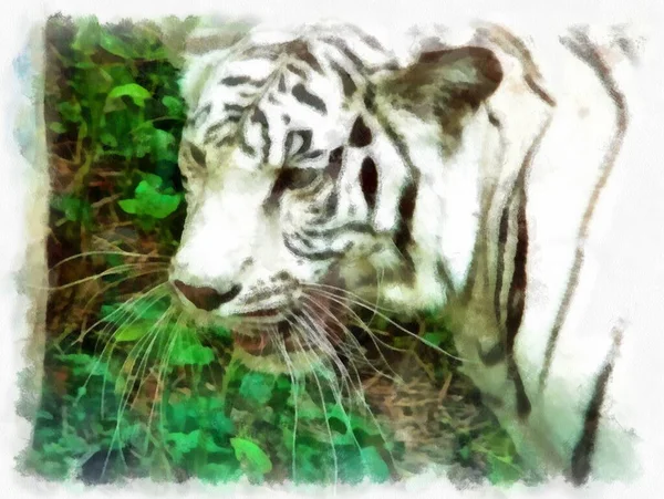 Biały Tygrys Akwarela Styl Ilustracja Impresjonista Malarstwo — Zdjęcie stockowe