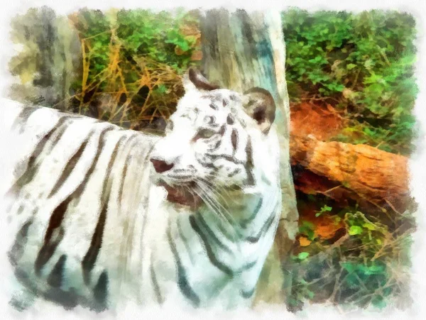 White Tiger Watercolor Style Illustration Impressionist Painting — Stock Photo, Image