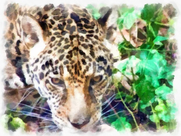 Leopardo Vari Gesti Acquerello Stile Illustrazione Impressionista Pittura — Foto Stock