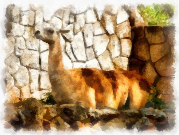 Llama Aquarelle Style Illustration Peinture Impressionniste — Photo