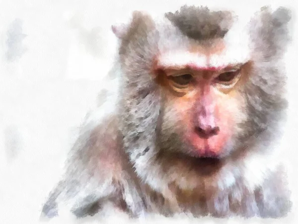 Twarz Małpy Różnych Gestach Akwarela Styl Ilustracji Impresjonistyczne Malarstwo Obraz Stockowy