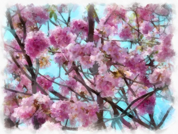 Большое Дерево Полное Розовых Цветов Акварелью Стиль Иллюстрации Импрессионистской Живописи — стоковое фото