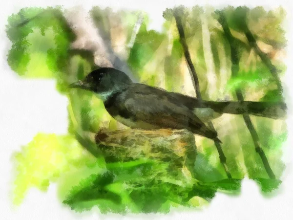 Small Magpie Watercolor Style Illustration Impressionist Painting — Foto Stock