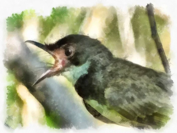 Küçük saksağan suluboya resim çizimi.