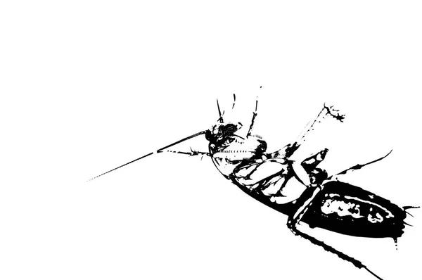 Cockroaches Lying Floor Black White Illustration — Stock Photo, Image