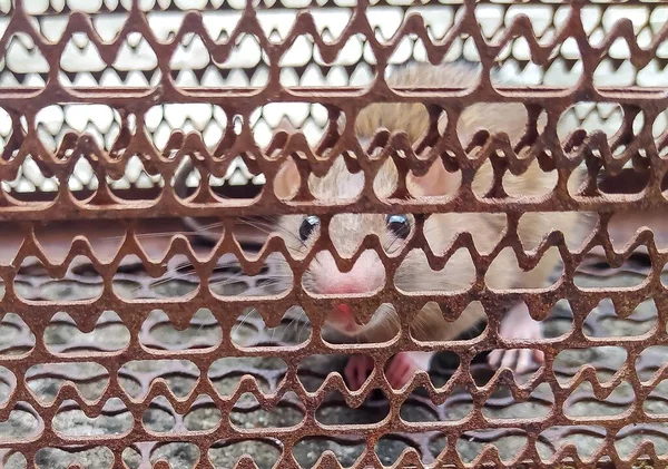 Paslanmış Fare Kapanındaki Kahverengi Fareler — Stok fotoğraf