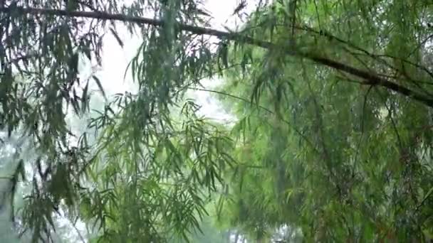 Tall Bamboo Trees Falling Rain Sound Rain — Vídeos de Stock