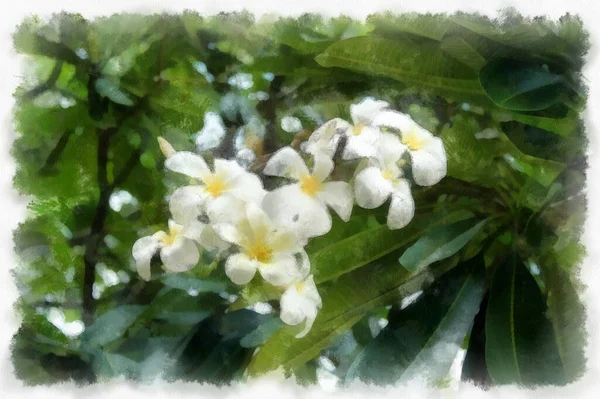 Strauß Weißer Frangipani Blumen Auf Dem Baum Aquarell Stil Illustration — Stockfoto