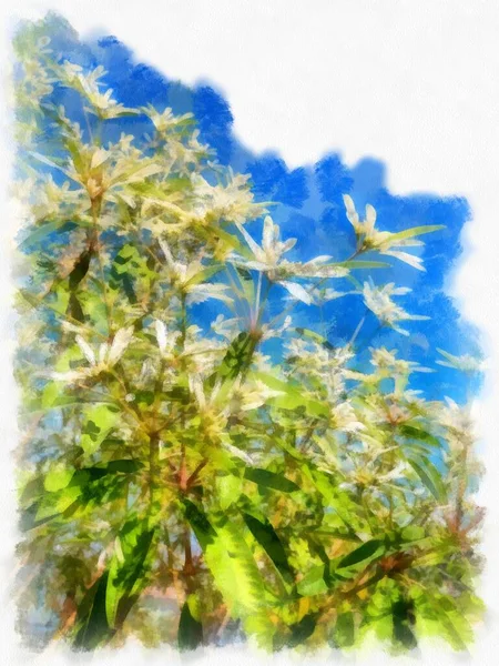 Bushes Inflorescences Watercolor Style Illustration Impressionist Painting — 스톡 사진