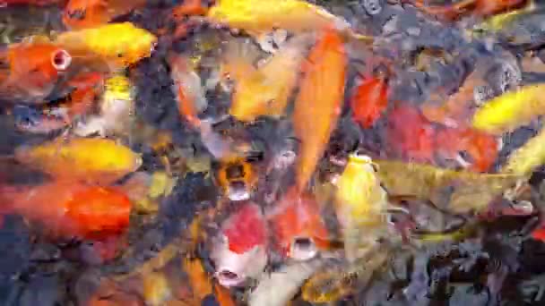 Group Koi Fish Water Swimming Food — Stockvideo