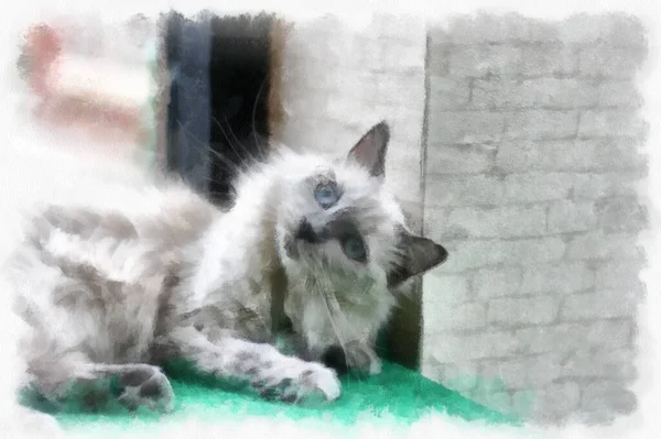 Kucing Berbagai Pose Lucu Gaya Cat Air Lukisan Impresionis — Stok Foto