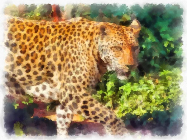 Leopard Watercolor Style Illustration Impressionist Painting —  Fotos de Stock