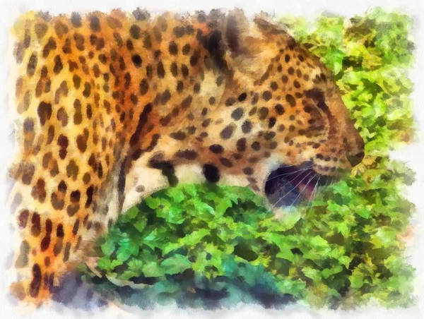 Leopard Watercolor Style Illustration Impressionist Painting — 图库照片