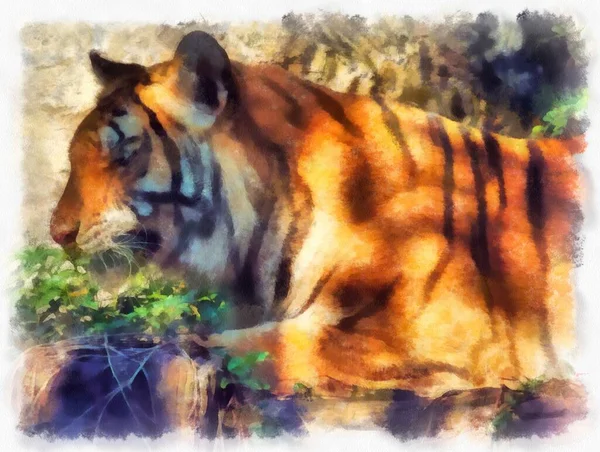 Tiger Watercolor Style Illustration Impressionist Painting — Photo