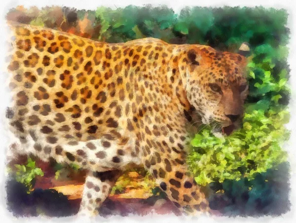 Leopard Watercolor Style Illustration Impressionist Painting — 스톡 사진