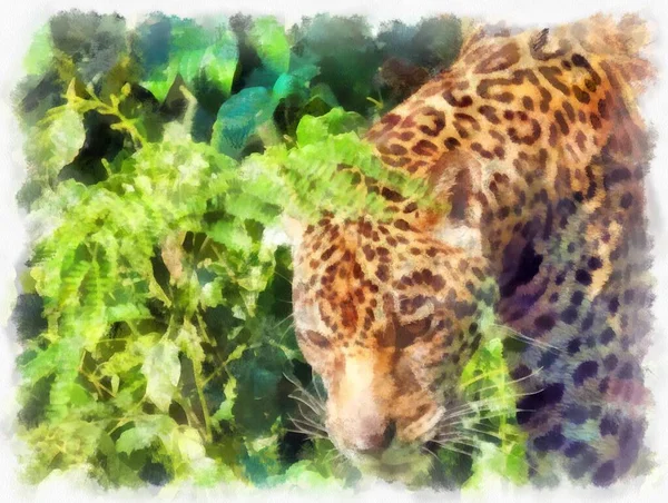 Leopard Watercolor Style Illustration Impressionist Painting — Fotografia de Stock