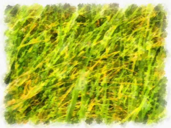 Group Bushes Watercolor Style Illustration Impressionist Painting — Fotografia de Stock