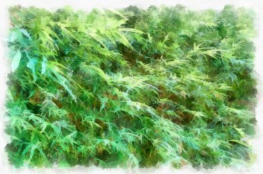 bamboo watercolor style illustration impressionist painting.