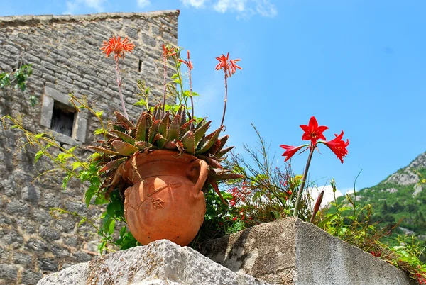 Kil vazo ve eski bir taş duvar çiçek Akdeniz kompozisyonu