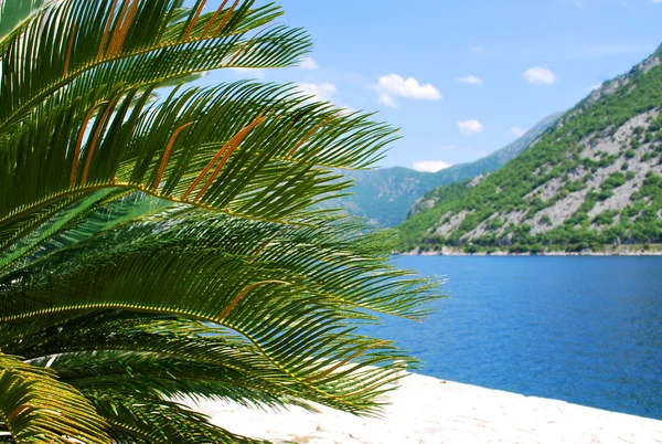 palmiye ağacı, deniz ve dağlar, Akdeniz yatay