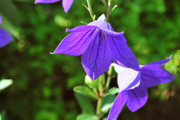 güzel parlak mor bluebell çiçekler