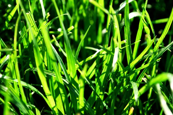 parlak sulu yeşil çimen çiy ile damla