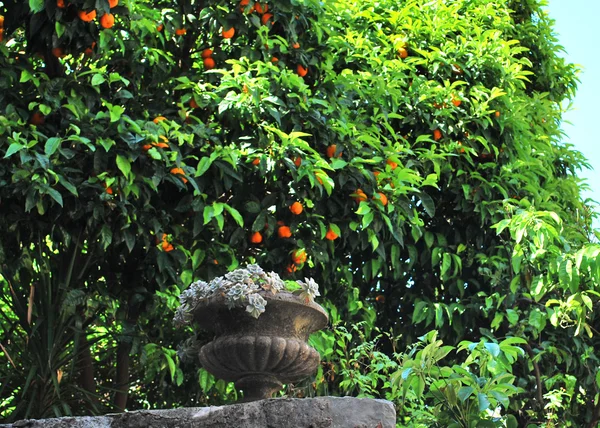 taştan bir duvar ve portakal ağaçları ile meyve vazo ile Akdeniz natürmort