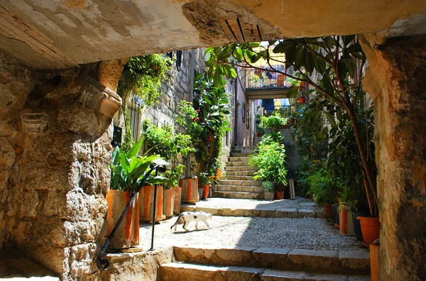 Antik Akdeniz taş avlu Güney bitkilerde küvetleri ve kedi