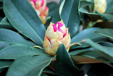 güzel pembe tomurcuk egzotik bitki pot