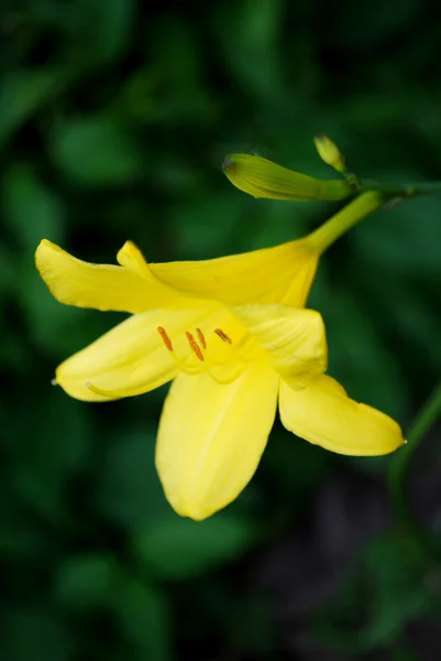 güzel sarı Zambak çiçeği Bahçe bulanık koyu yeşil arka plana sahip