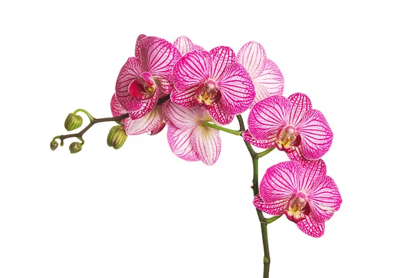 koyu kırmızı orkide