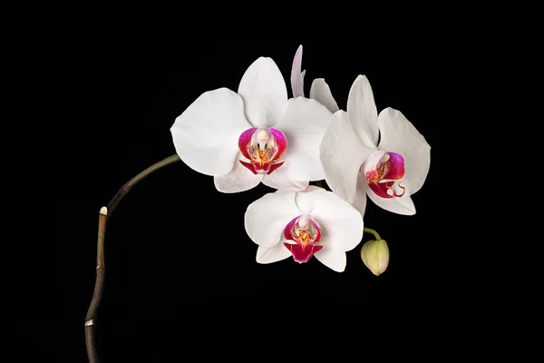 Beyaz Orkide