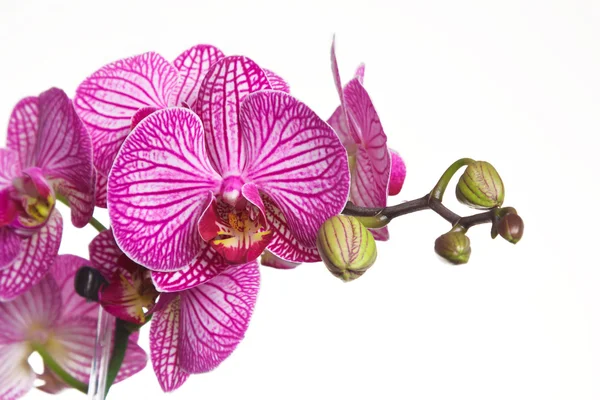 Mor orkide