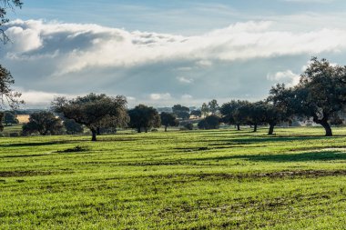 Zorita 'da Extremadura' da, Trujillo yakınlarında zeytin ağaçları.