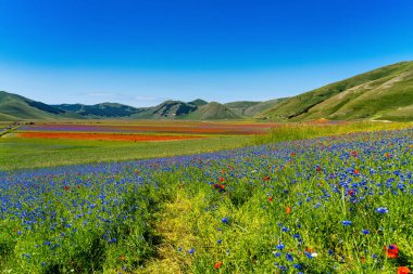 Castelluccio di Norcia 'da gelincikler ve çiçek açan mercimek, ulusal park sibillini dağları, İtalya, Avrupa