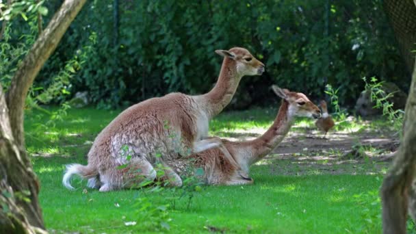 Comportamiento Apareamiento Las Vicunas Vicugna Vicugna Parientes Llama Que Viven — Vídeos de Stock