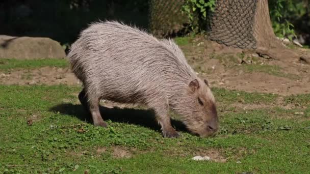 Capybara Hydrochoerus Hydrochaeris Dünyadaki Büyük Kemirgendir Yakın Akrabaları Agouti Çinçilya — Stok video