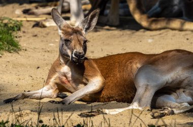 Kırmızı kanguru, Macropus Rufus tüm kanguruların en büyüğü, Avustralya 'ya özgü en büyük karasal memeli ve mevcut en büyük keseli hayvandır..