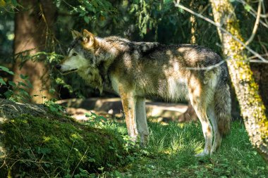 Kurt, gri kurt ya da kereste kurdu olarak da bilinen, Avrasya ve Kuzey Amerika 'nın vahşi ve uzak bölgelerinde yaşayan bir köpek türüdür..