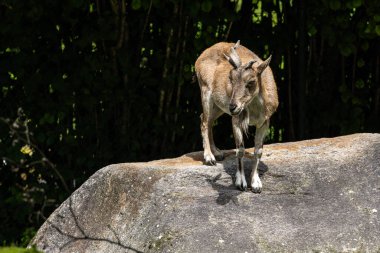 Türkmen markhor, Capra Falconeri heptneri. Bu türün adı boynuz şeklinden geliyor, tirbuşon ya da vida gibi kıvrılıyor. Markhor Pakistan 'ın sembollerinden biri.