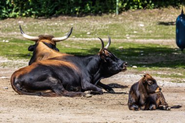 Genç bebek Heck sığırı, Bos primigenius Taurus, soyu tükenmiş yaban öküzlerine benzediğini iddia etti. Alman parkında görülen yerli dağ sığırları