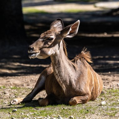 Büyük kudu, yayılım gösterir: strepsiceros Doğu ve Güney Afrika boyunca bulunan ormanlık bir antilop olduğunu..
