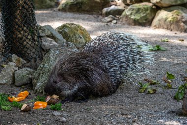 Hint armalı kirpi (